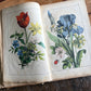 Rare Antique French botanical illustration book with 30 prints