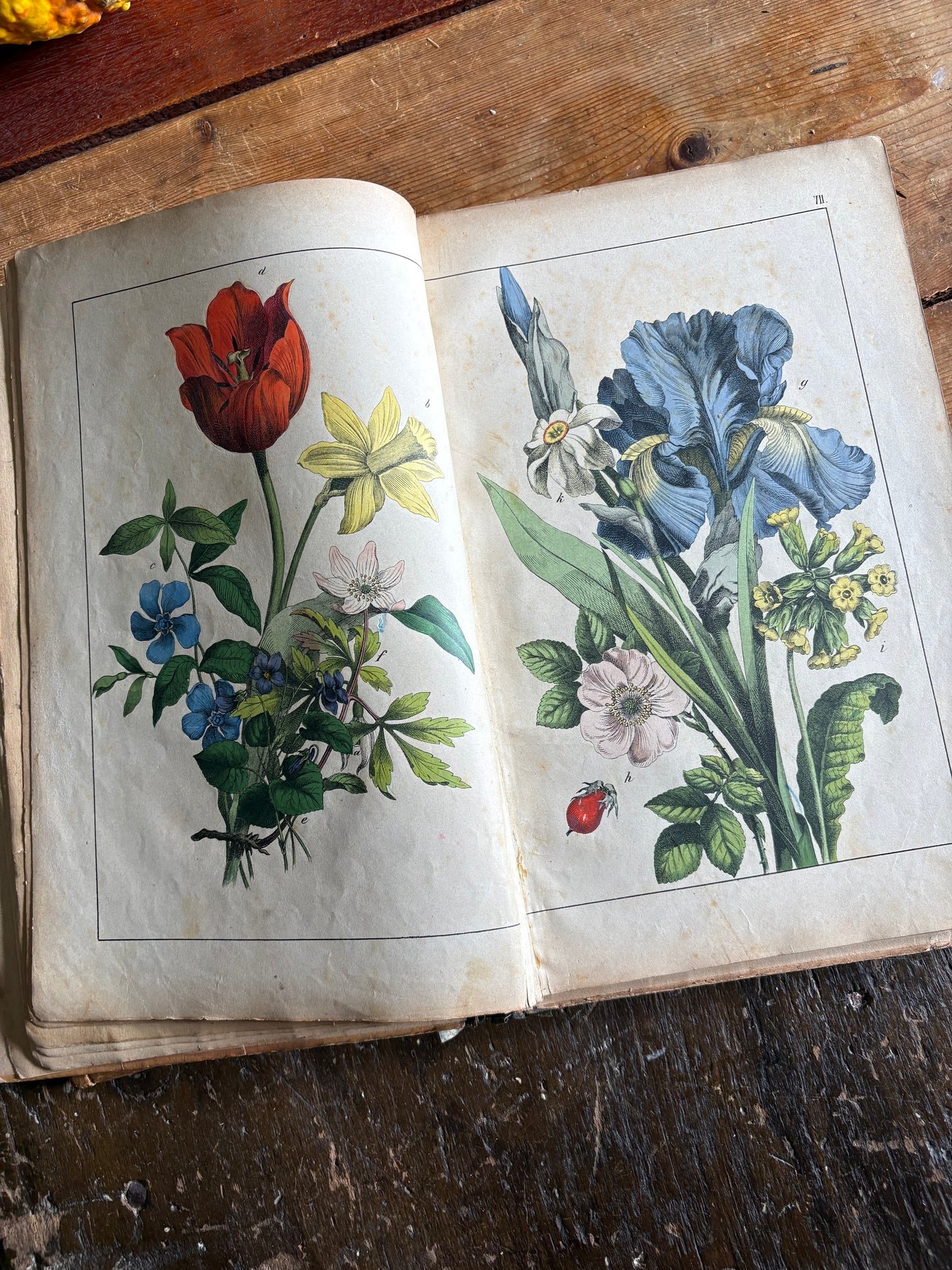 Rare Antique French botanical illustration book with 30 prints