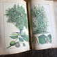 Rare Antique French botanical illustration book with 30 prints