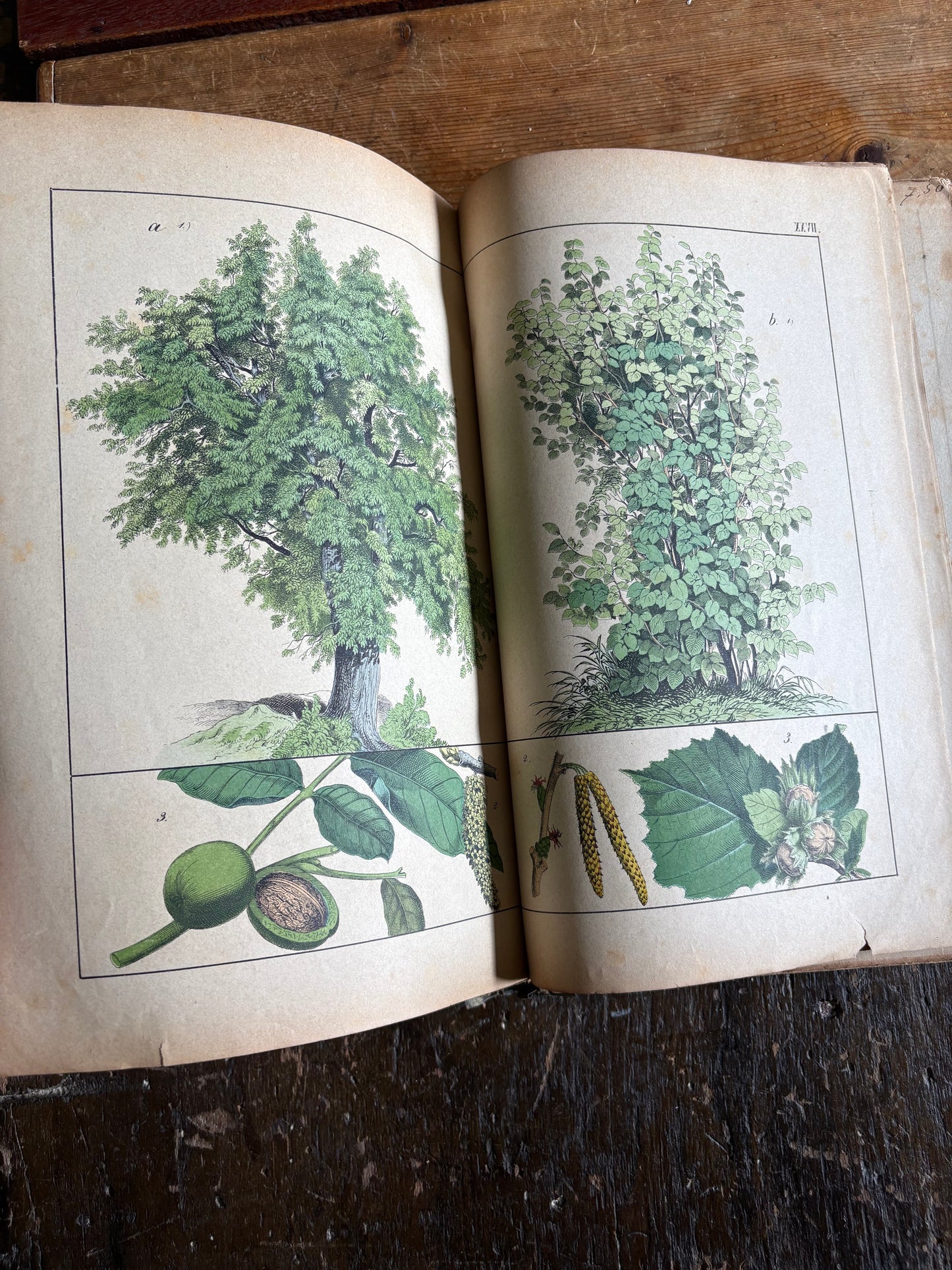 Rare Antique French botanical illustration book with 30 prints