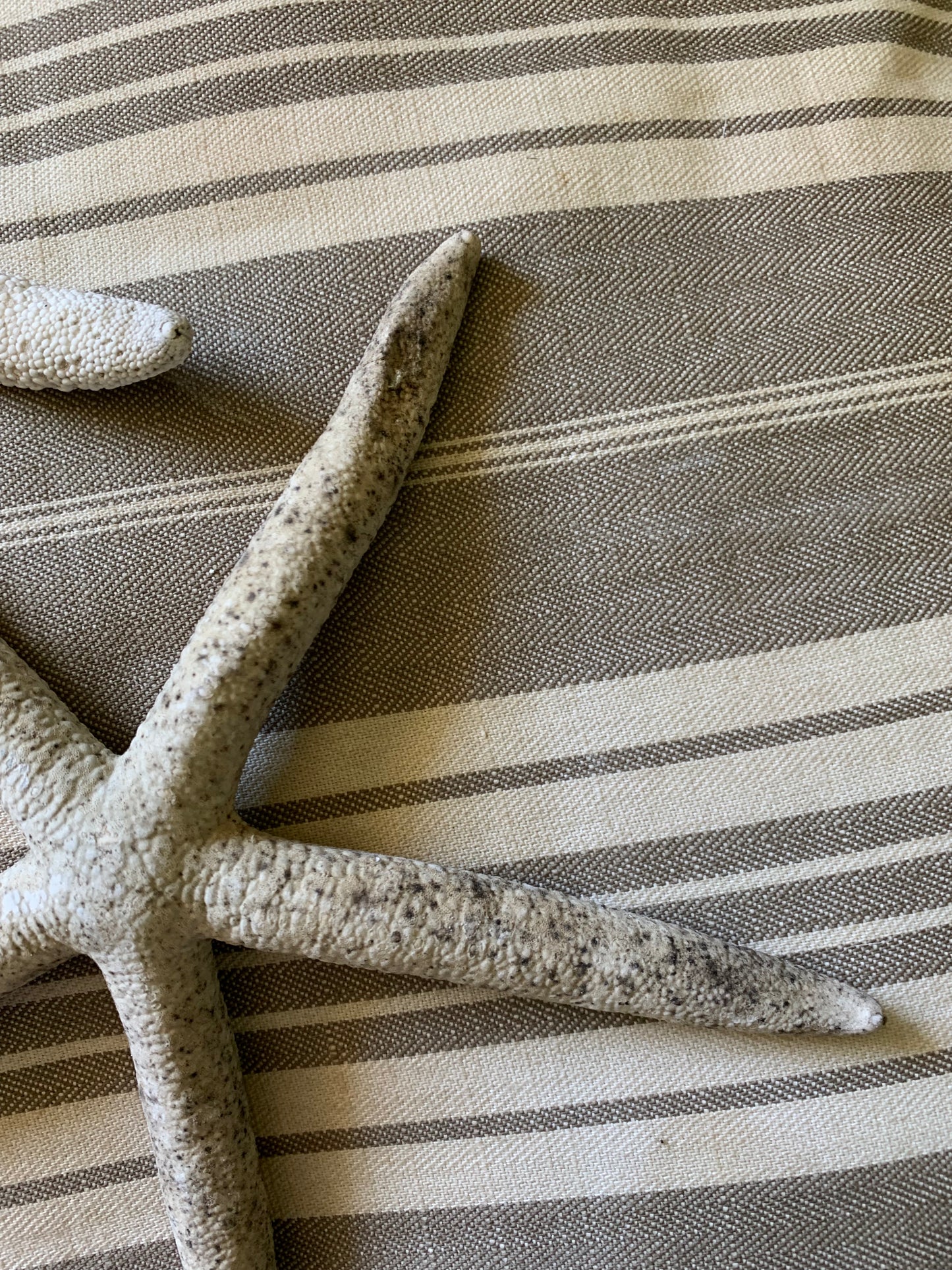 Vintage real starfish