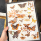 Vintage taxidermy butterfly & dragon fly collection in riker specimen frame