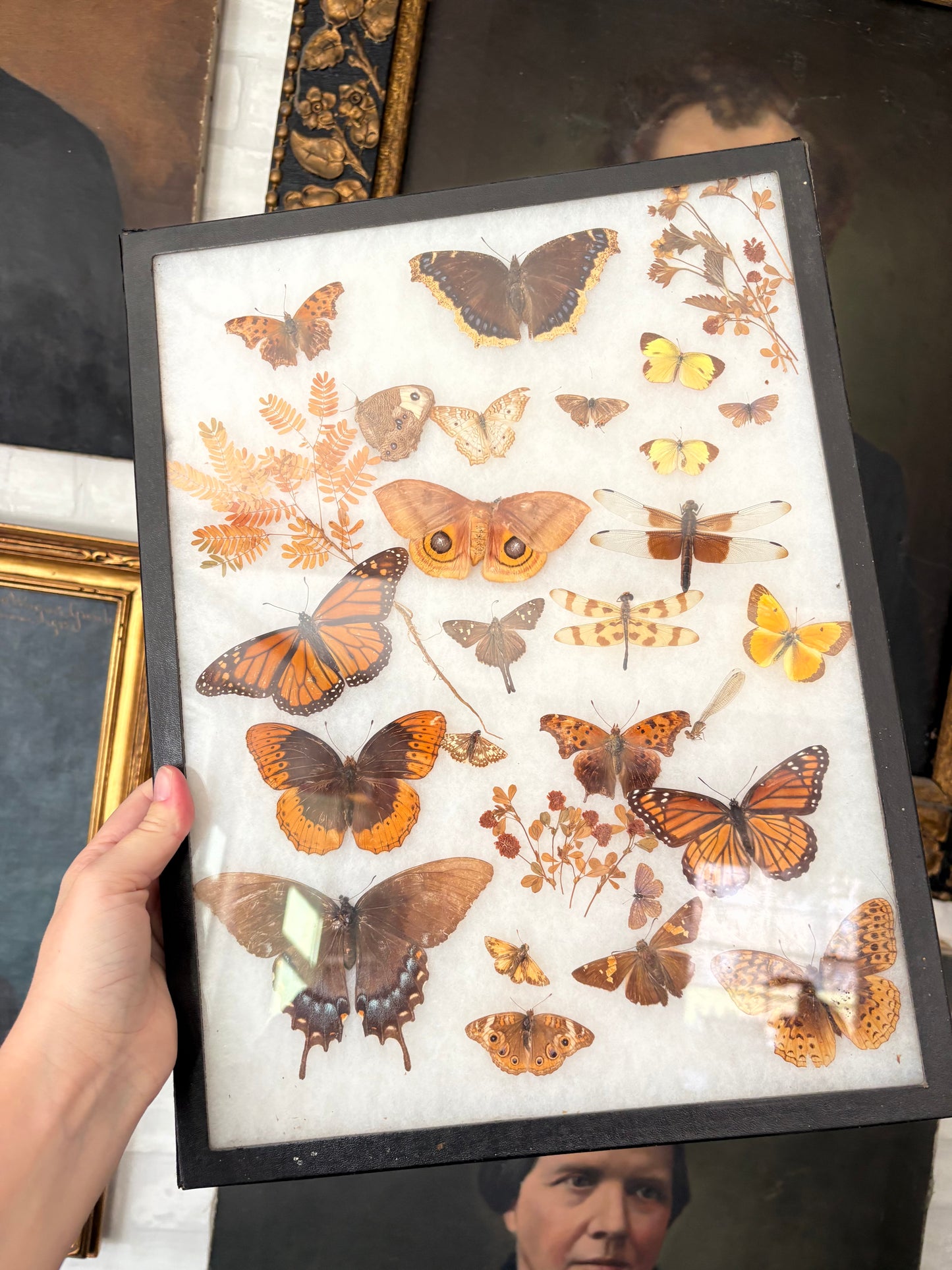Vintage taxidermy butterfly & dragon fly collection in riker specimen frame