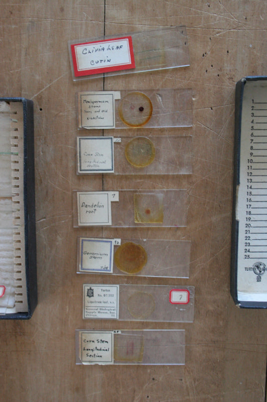 Antique 1918 Microscope Slides Medical & Plants in box