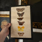 Vintage taxidermy butterfly collection in riker specimen frame