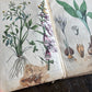 Rare Antique French botanical illustration book with 30 prints