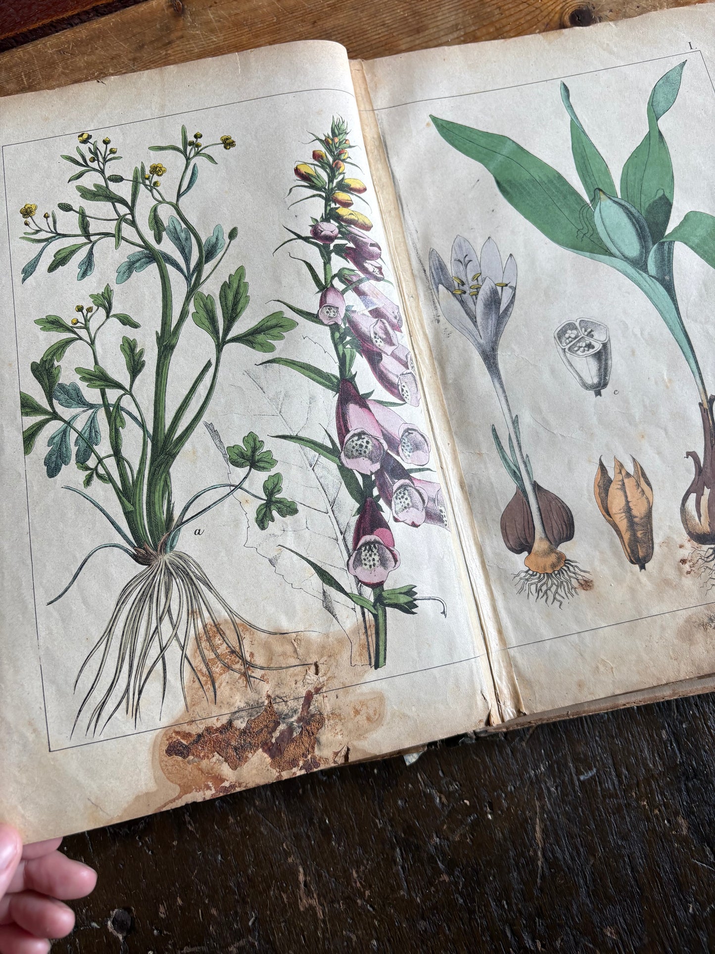 Rare Antique French botanical illustration book with 30 prints
