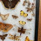 Vintage taxidermy butterfly & dragon fly collection in riker specimen frame