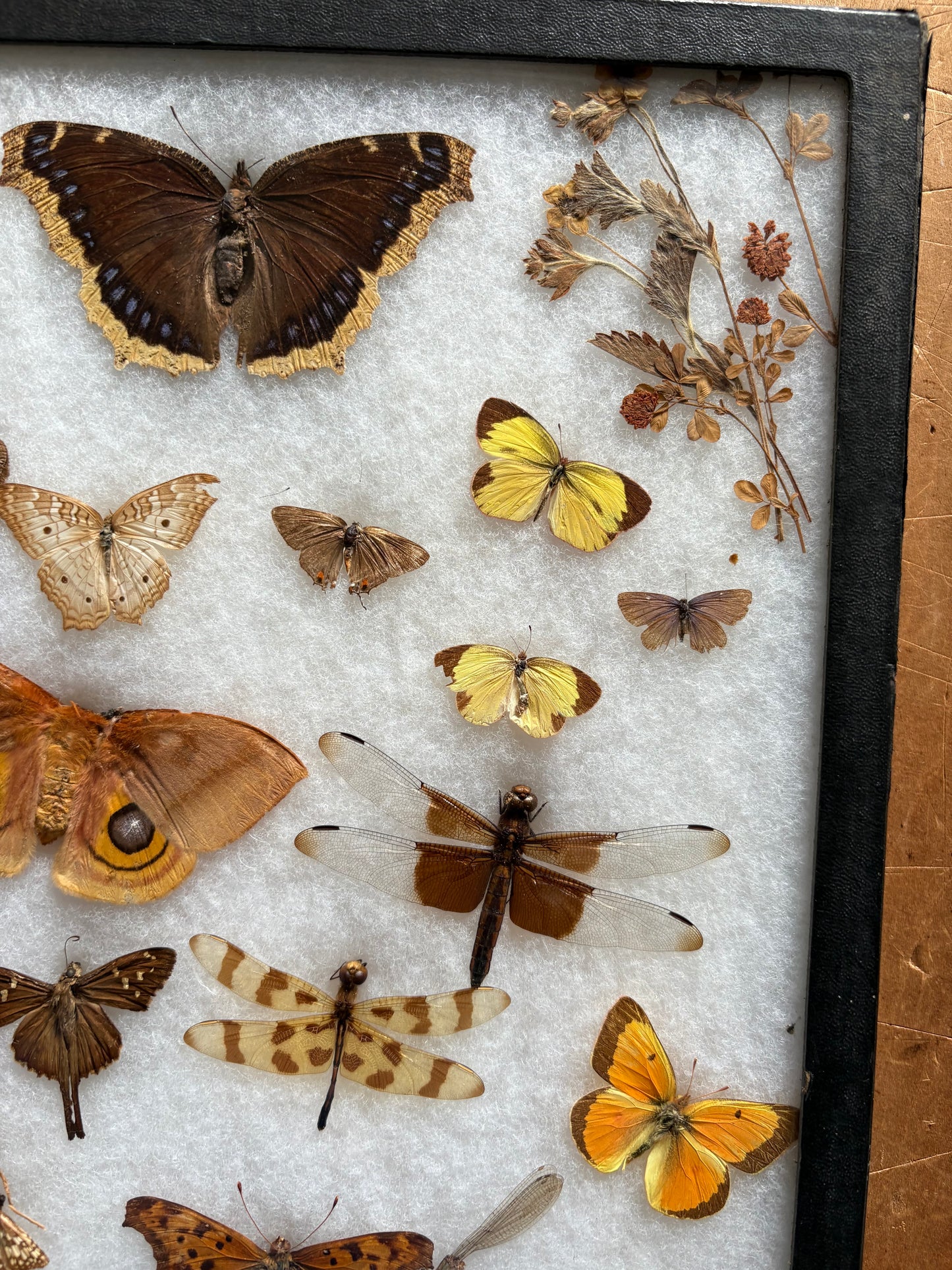 Vintage taxidermy butterfly & dragon fly collection in riker specimen frame