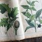 Rare Antique French botanical illustration book with 30 prints