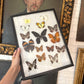 Vintage butterfly taxidermy in riker display case