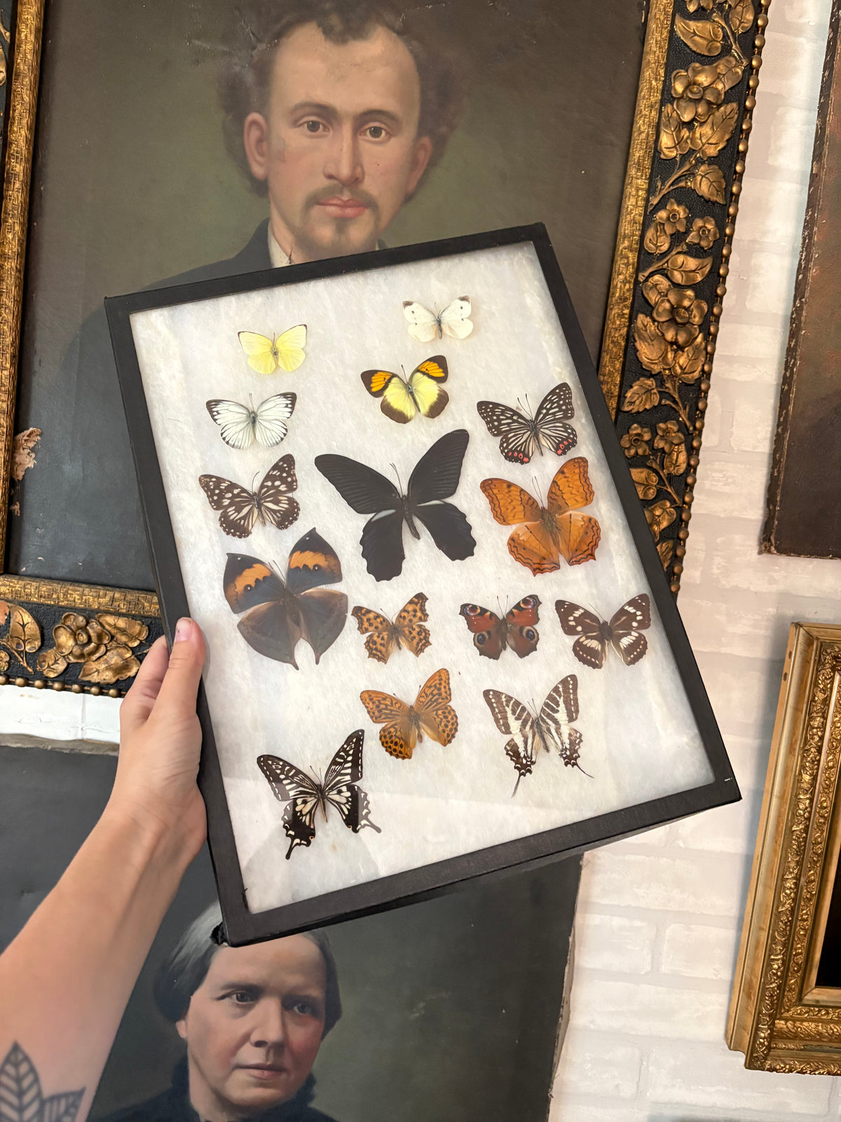 Vintage butterfly taxidermy in riker display case