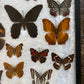 Vintage butterfly taxidermy in riker display case