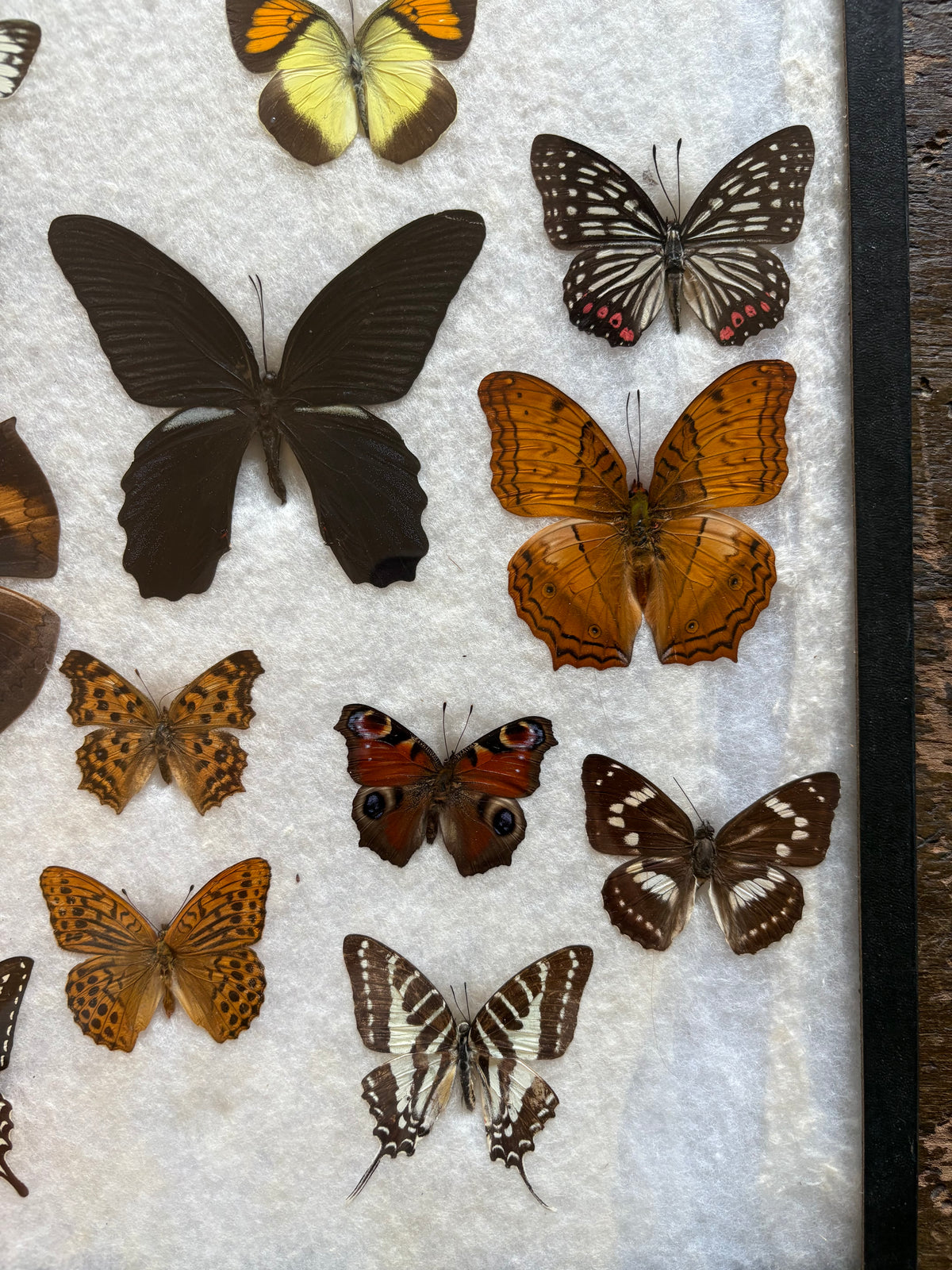 Vintage butterfly taxidermy in riker display case