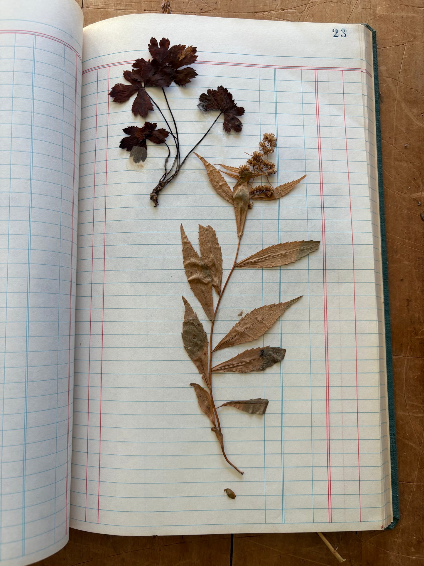 Vintage journal with dried flowers