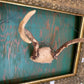 Vintage taxidermy antlers