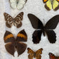 Vintage butterfly taxidermy in riker display case