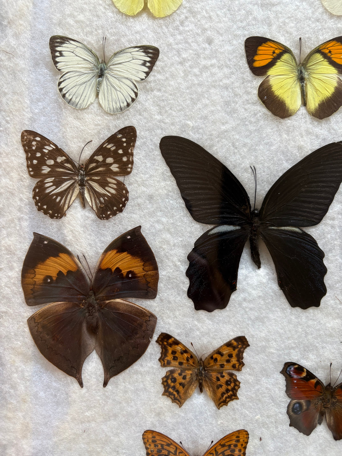 Vintage butterfly taxidermy in riker display case