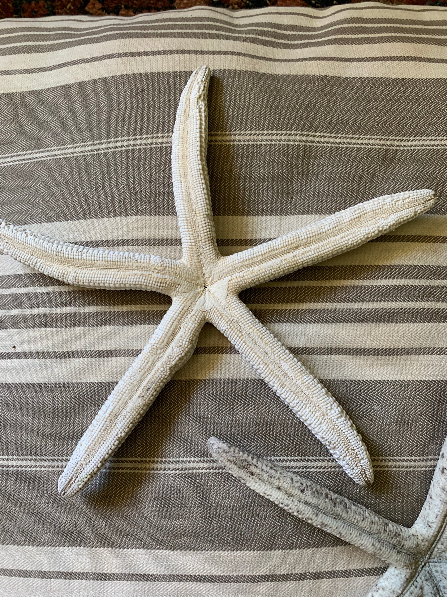 Vintage real starfish