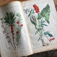 Rare Antique French botanical illustration book with 30 prints