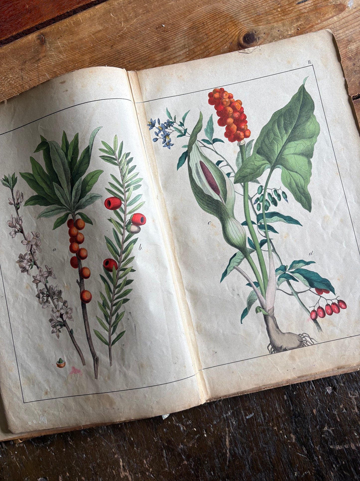 Rare Antique French botanical illustration book with 30 prints