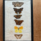 Vintage taxidermy butterfly collection in riker specimen frame