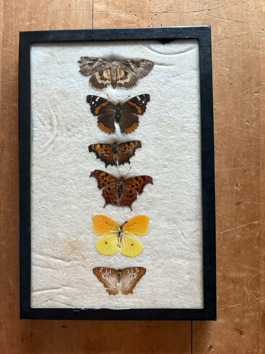 Vintage taxidermy butterfly collection in riker specimen frame