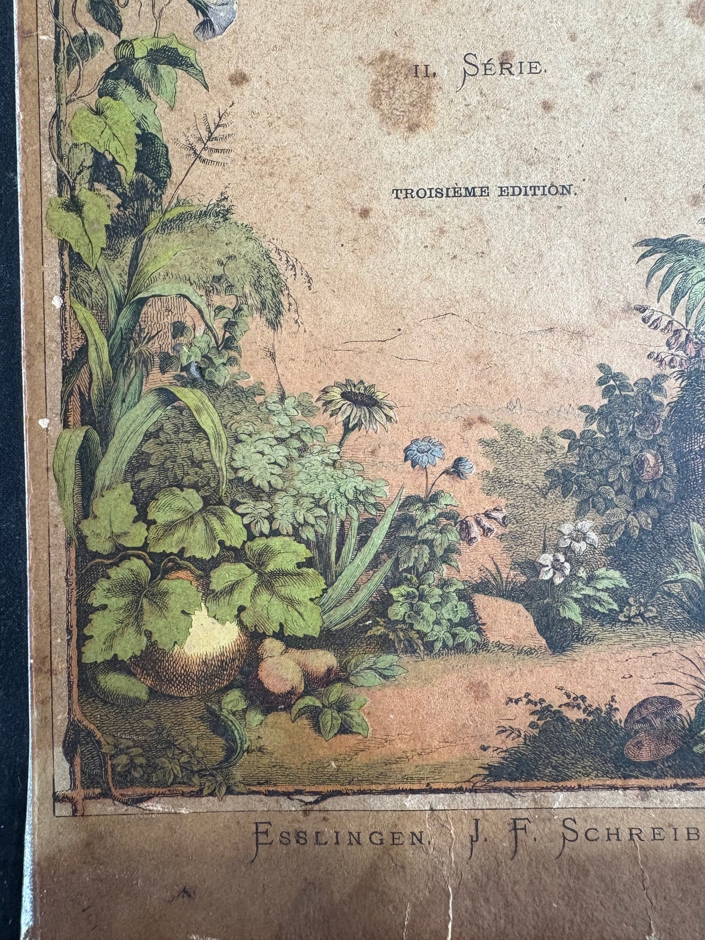 Rare Antique French botanical illustration book with 30 prints