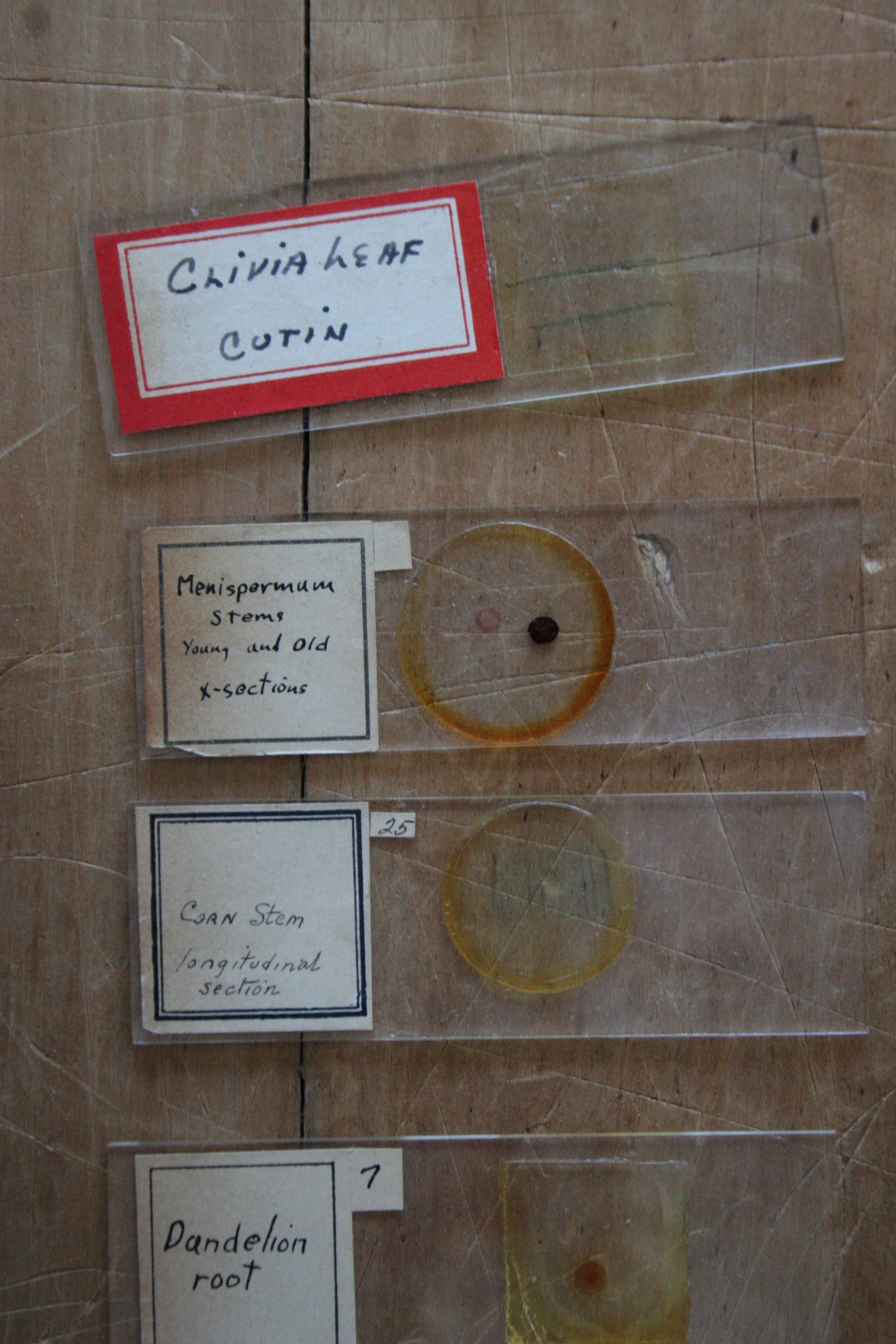 Antique 1918 Microscope Slides Medical & Plants in box