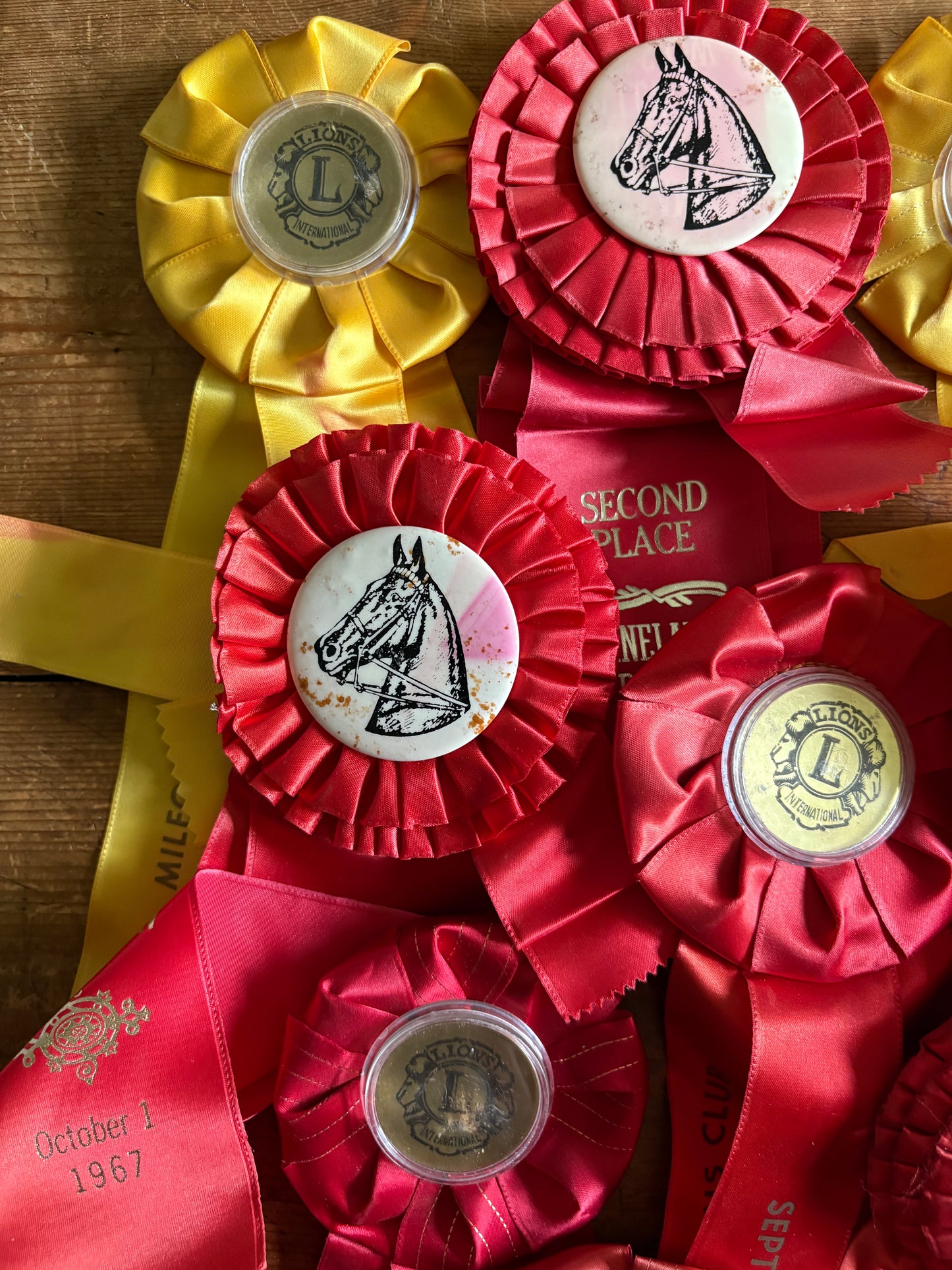 Vintage fair horse showing ribbons