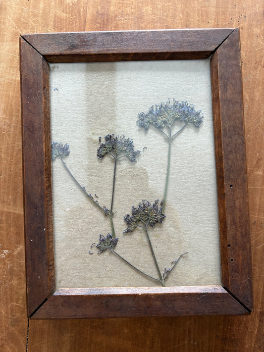 Antique wooden flower press