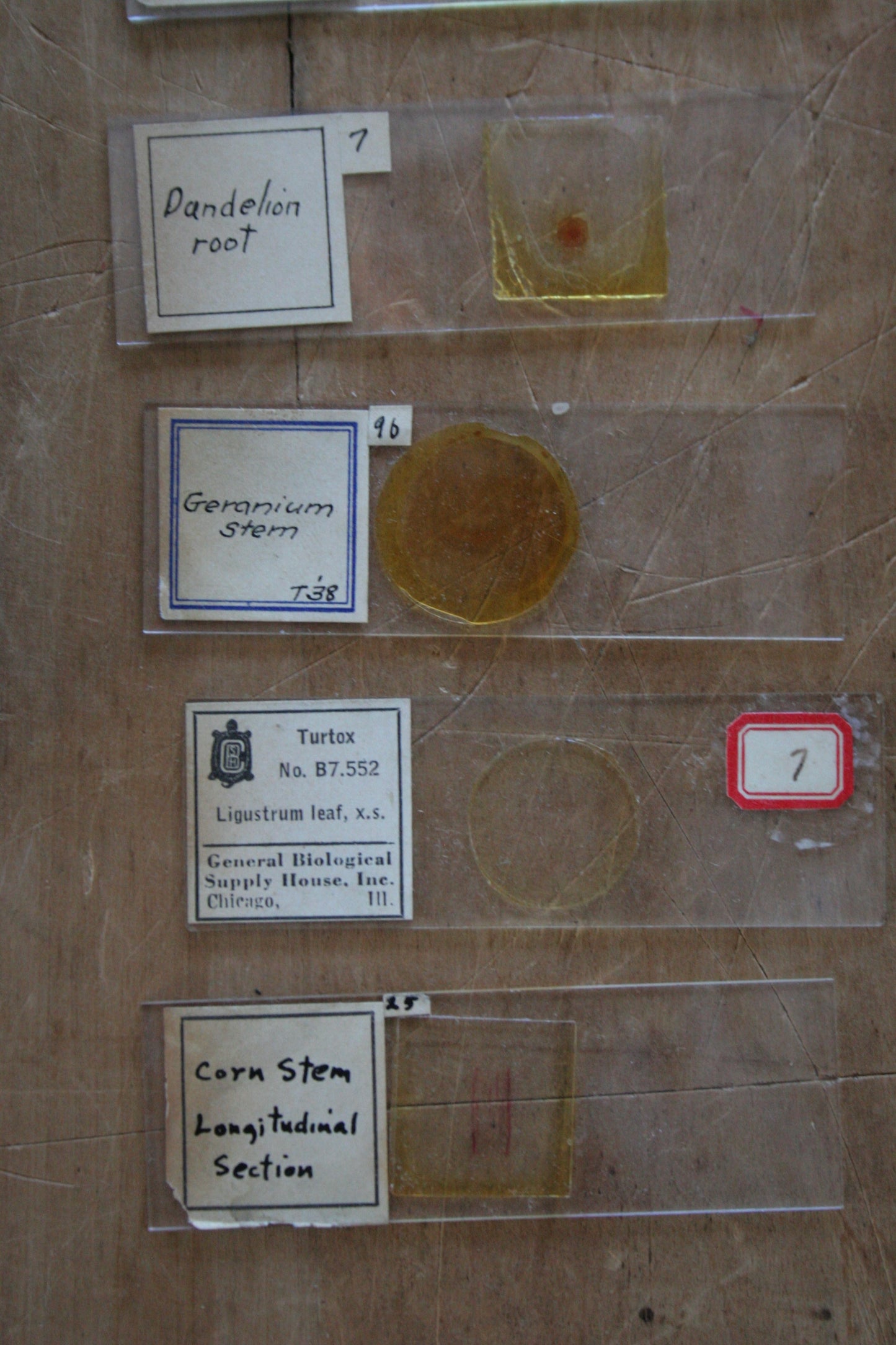 Antique 1918 Microscope Slides Medical & Plants in box