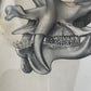 Antique lithograph of the Tinoceras ingens from the “Monographs of the United States Geological Survey" by Othniel Charles Marsh, published in 1886