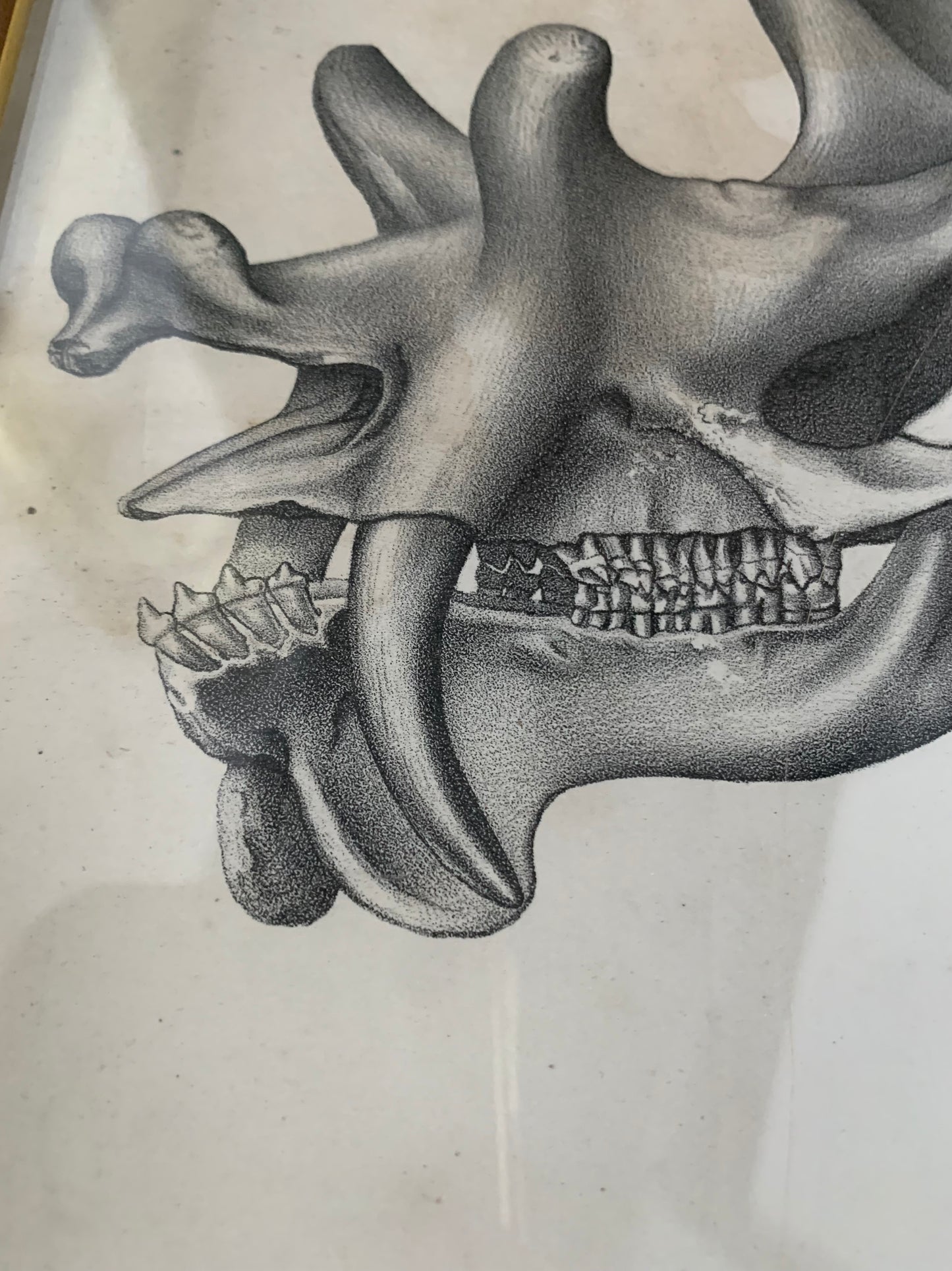 Antique lithograph of the Tinoceras ingens from the “Monographs of the United States Geological Survey" by Othniel Charles Marsh, published in 1886