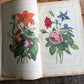 Rare Antique French botanical illustration book with 30 prints