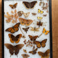 Vintage taxidermy butterfly & dragon fly collection in riker specimen frame