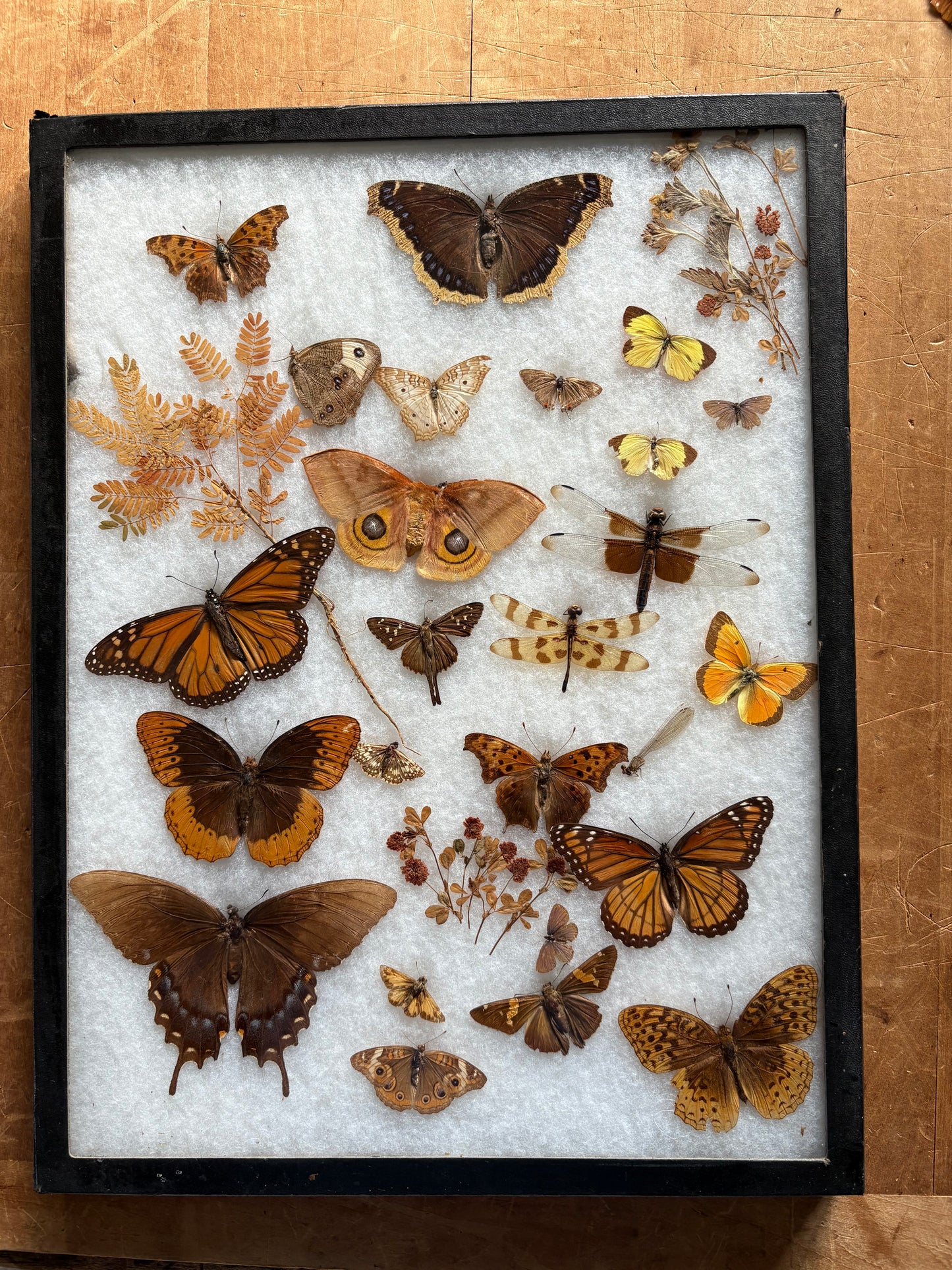 Vintage taxidermy butterfly & dragon fly collection in riker specimen frame
