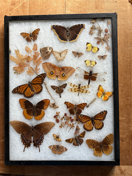 Vintage taxidermy butterfly & dragon fly collection in riker specimen frame