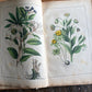 Rare Antique French botanical illustration book with 30 prints