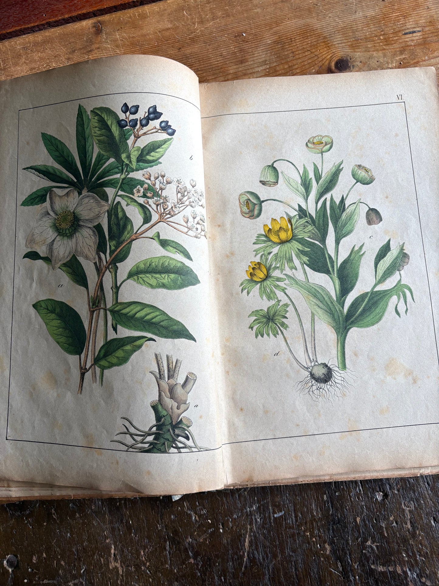 Rare Antique French botanical illustration book with 30 prints