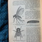 Diseases of cattle 1908 book