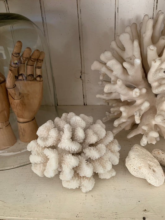 Natural sea coral