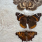 Vintage taxidermy butterfly collection in riker specimen frame