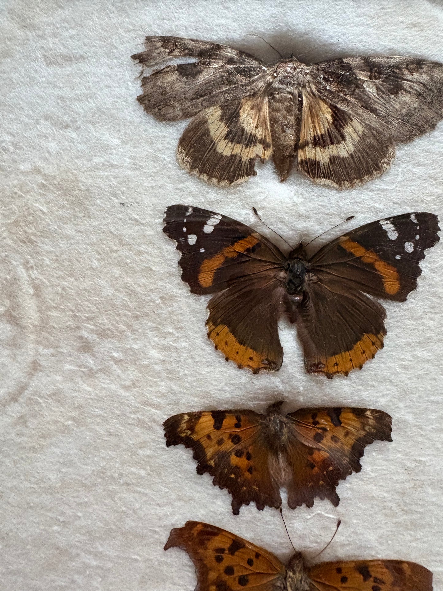 Vintage taxidermy butterfly collection in riker specimen frame