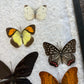 Vintage butterfly taxidermy in riker display case