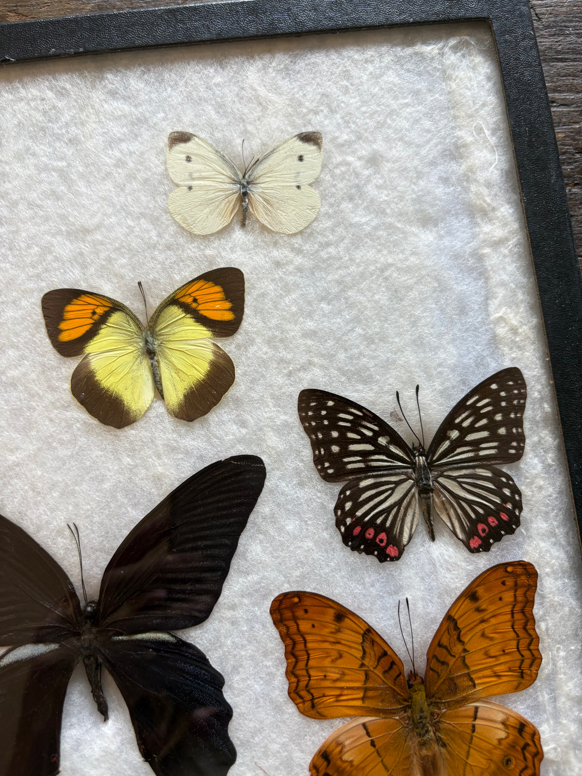 Vintage butterfly taxidermy in riker display case
