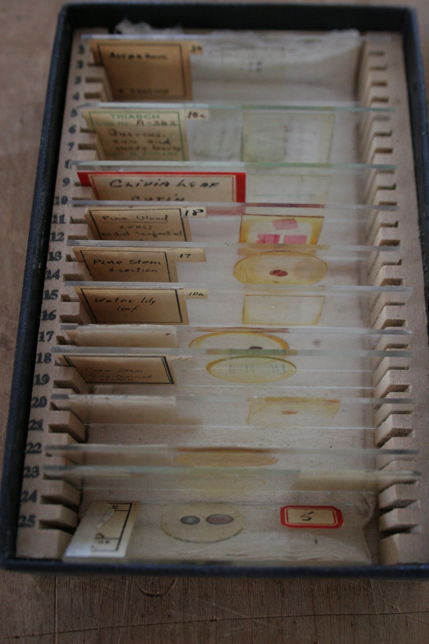 Antique 1918 Microscope Slides Medical & Plants in box