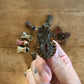 Antique Victorian Christmas candle clips