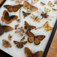 Vintage taxidermy butterfly & dragon fly collection in riker specimen frame