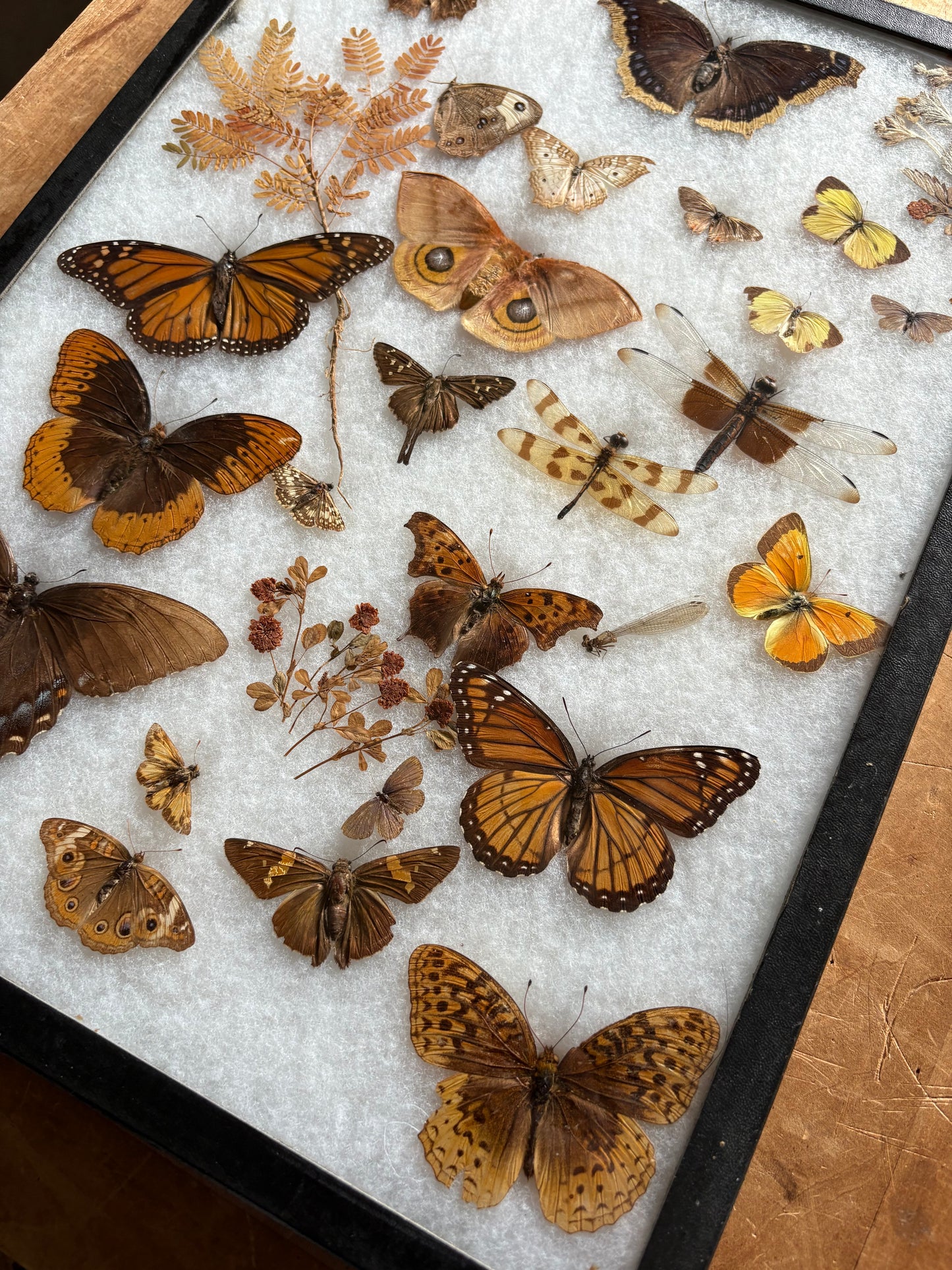 Vintage taxidermy butterfly & dragon fly collection in riker specimen frame